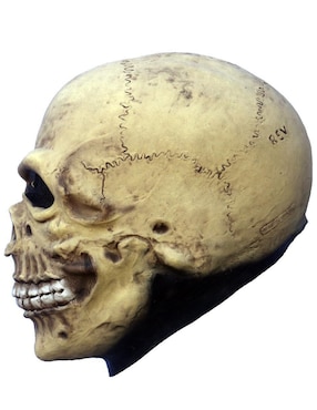 Máscara para disfraz de Calavera Junior Skull Ghoulish Productions
