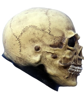 Máscara para disfraz de Calavera Junior Skull Ghoulish Productions