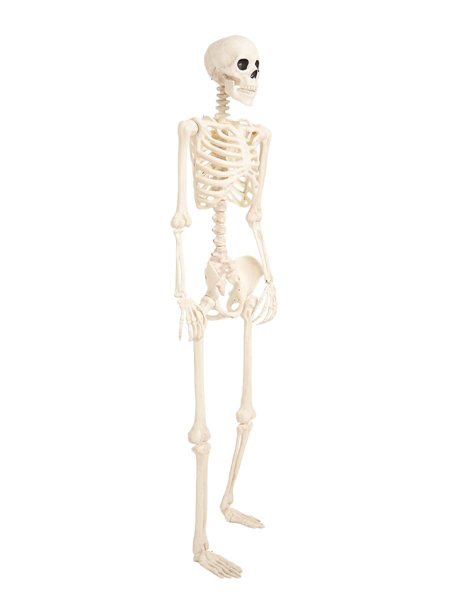Figura decorativa de Halloween con forma de esqueleto humano 4