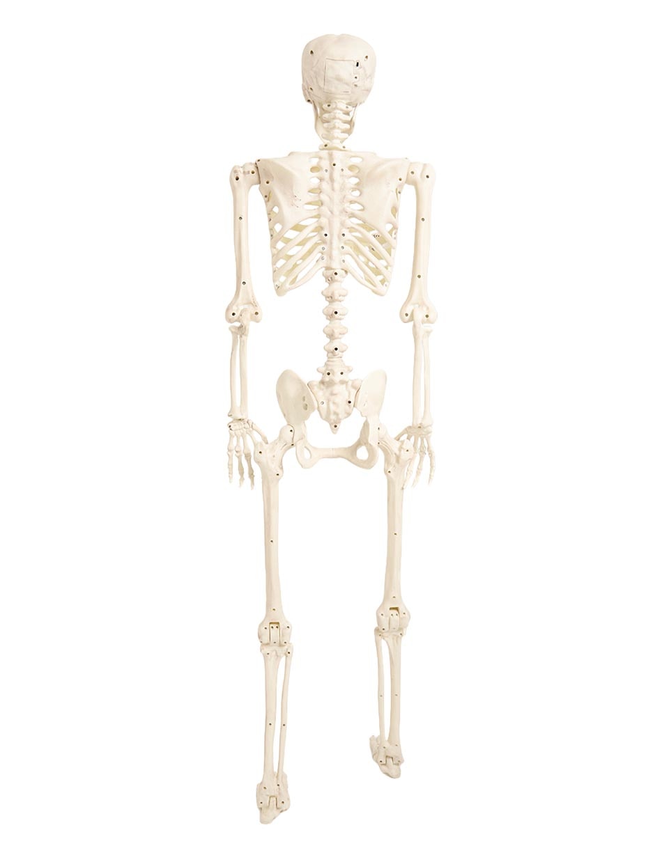 Figura decorativa de Halloween con forma de esqueleto humano 5